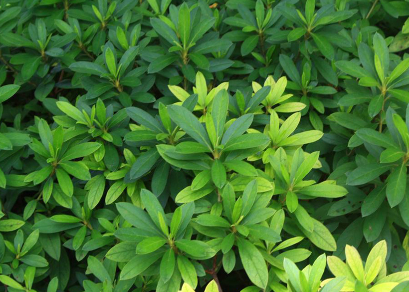 肥料行業(yè)新寵——液體肥，大勢所趨